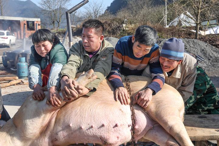 吃过年猪叫什么，一场探寻与解析的盛宴